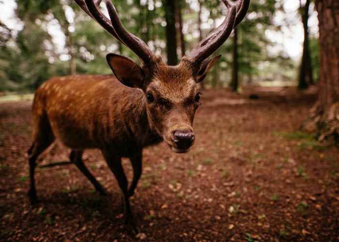 Fencing and Fauna: Keeping Animals Out of Your Yard